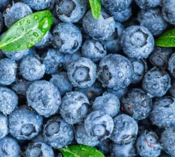 Blueberry  Imported