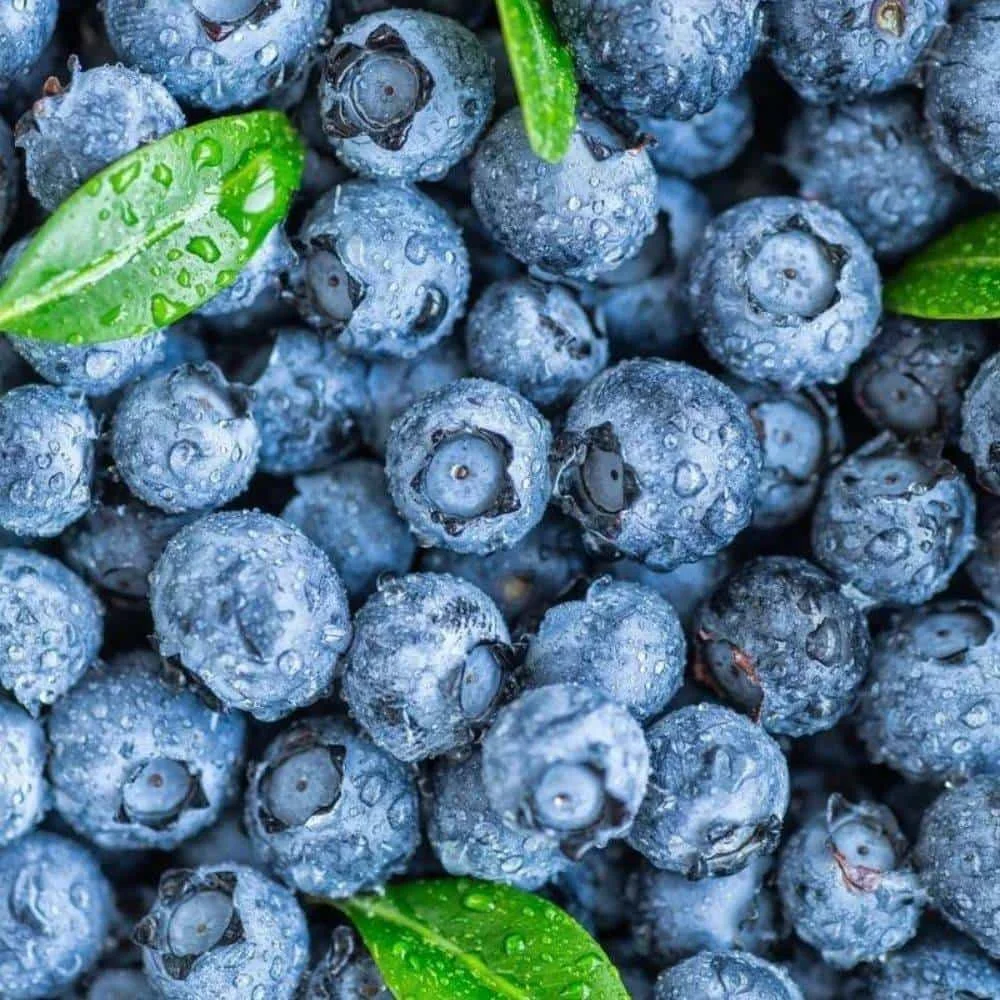 Blueberry - 1Panet