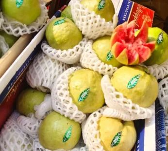 Red Diamond Guava