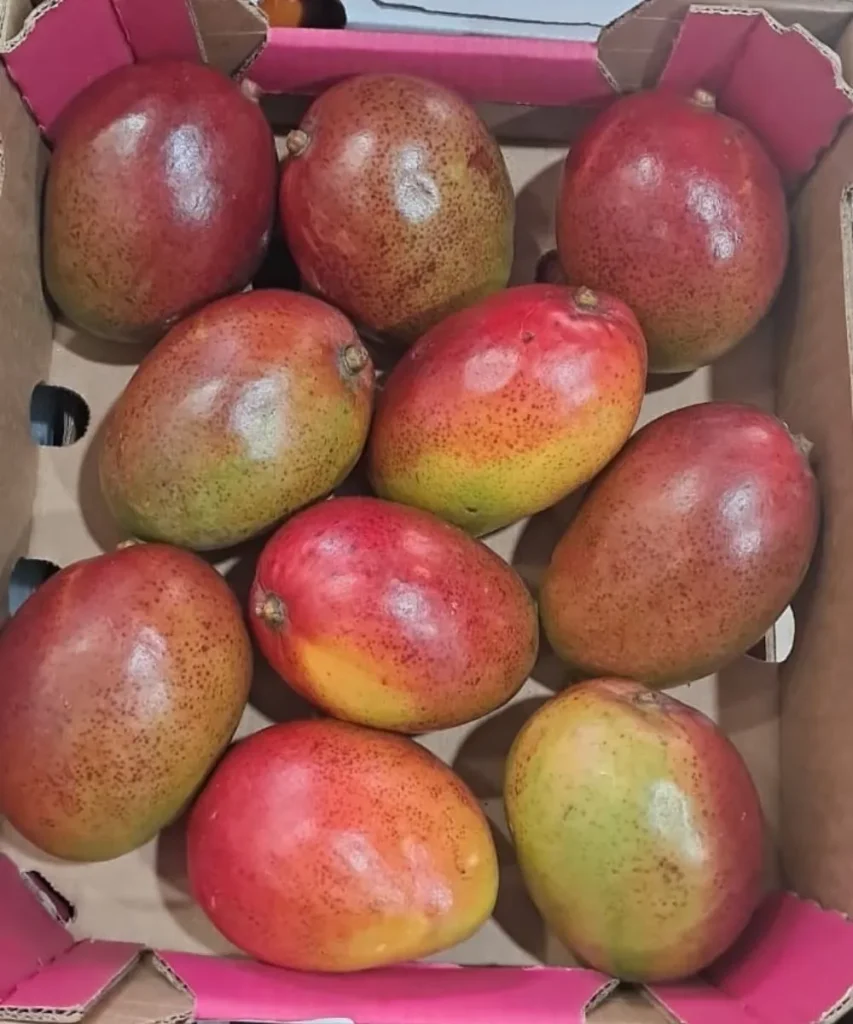 South Africa Mango ( unripe )