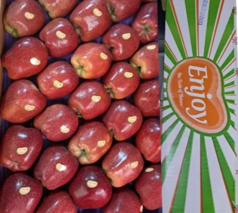 Apple Indain -( CA )