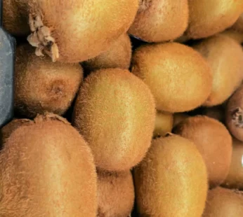 Kiwi – 1Panet