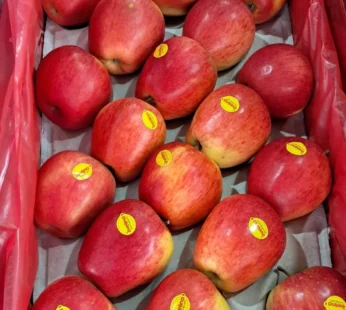 Itly Evelina Apple