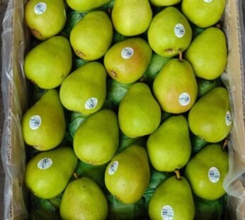 Washington Pear